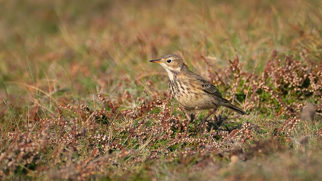 Pipit Farlousa - D.Sallé