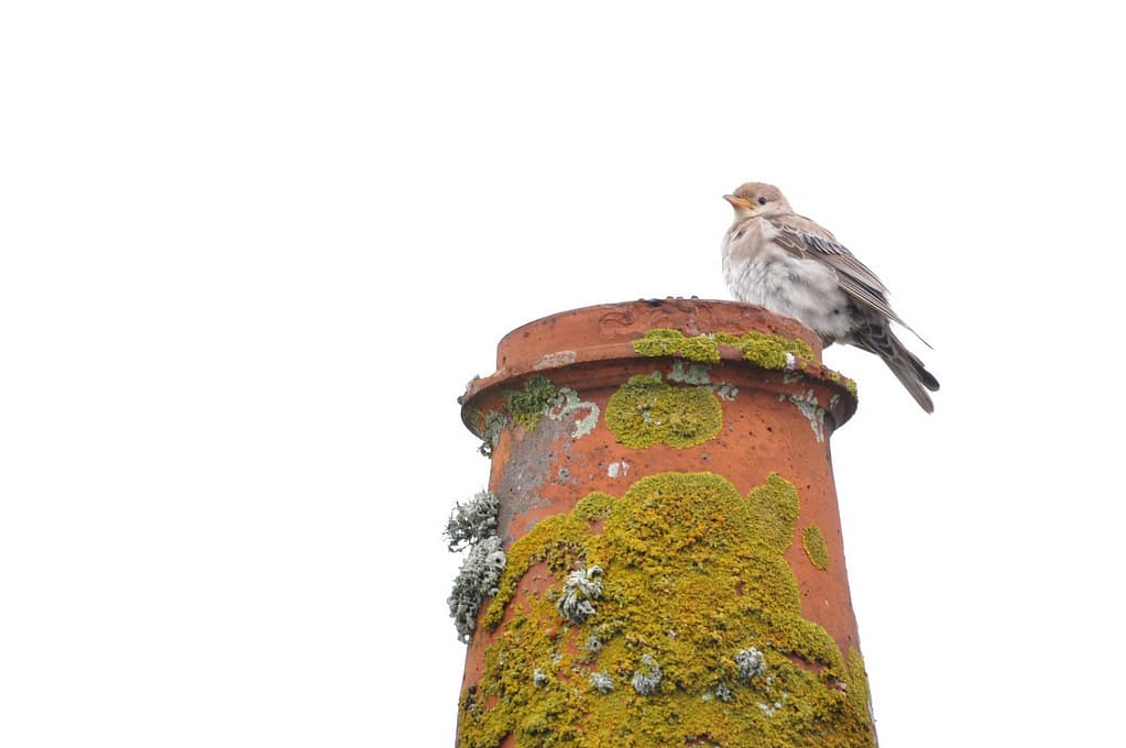 Etourneau Roselin - C.Gourivaud