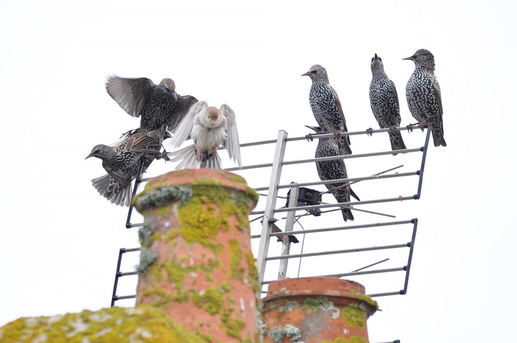 Etourneau Roselin - C.Gourivaud