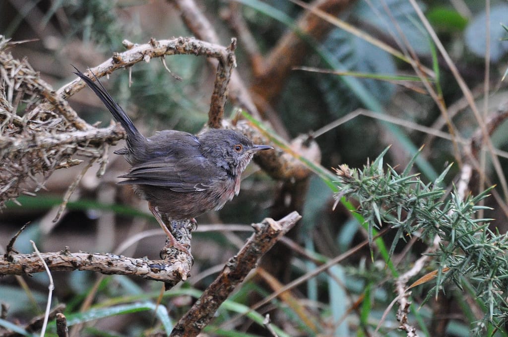 Fauvette Pitchou - C.Gourivaud