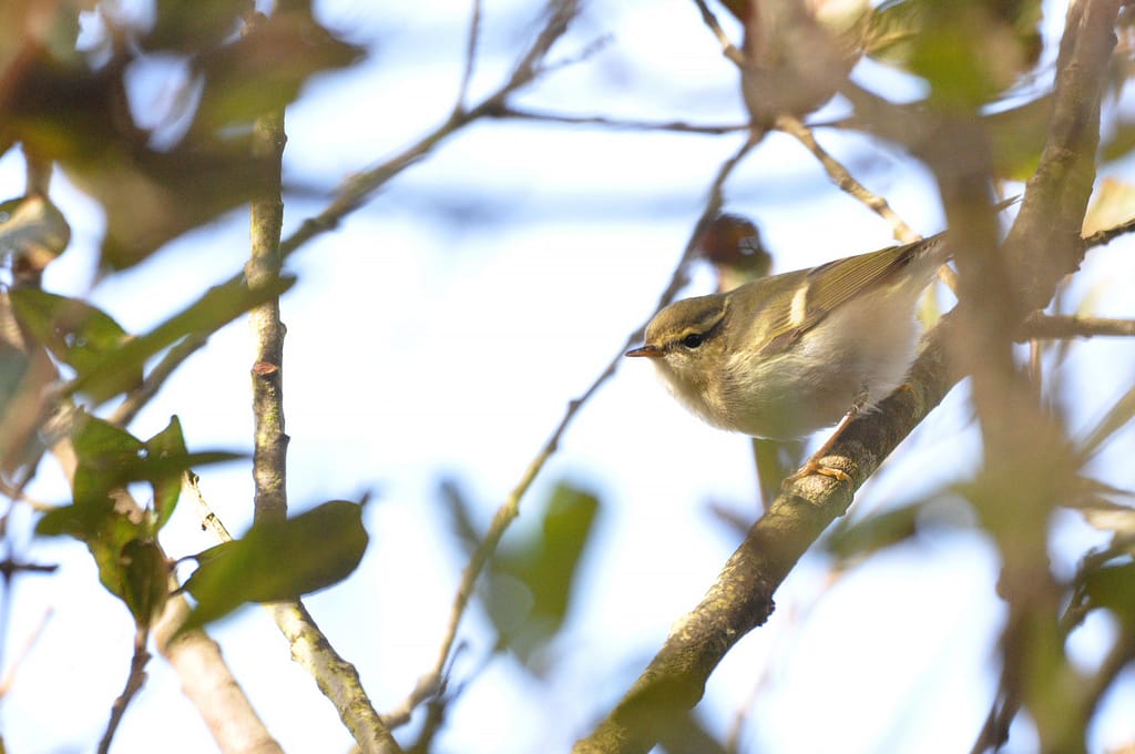 Pouillot à grand sourcil - C.Gourivaud