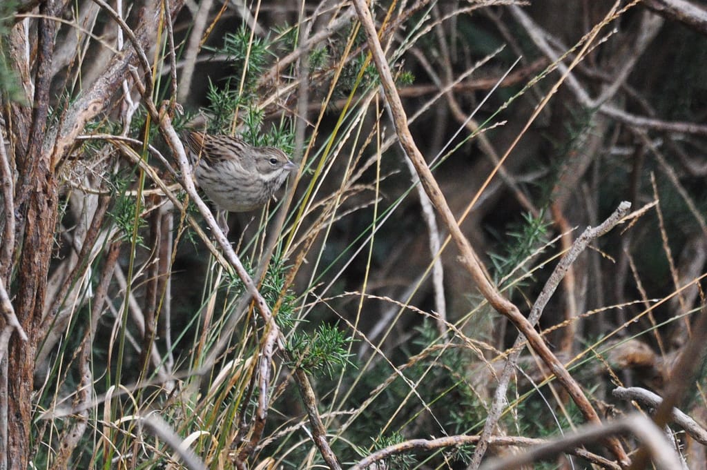 Bruant Masqué - C.Gourivaud