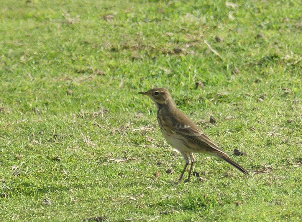 Pipit d'Amérique - B.Duchenne