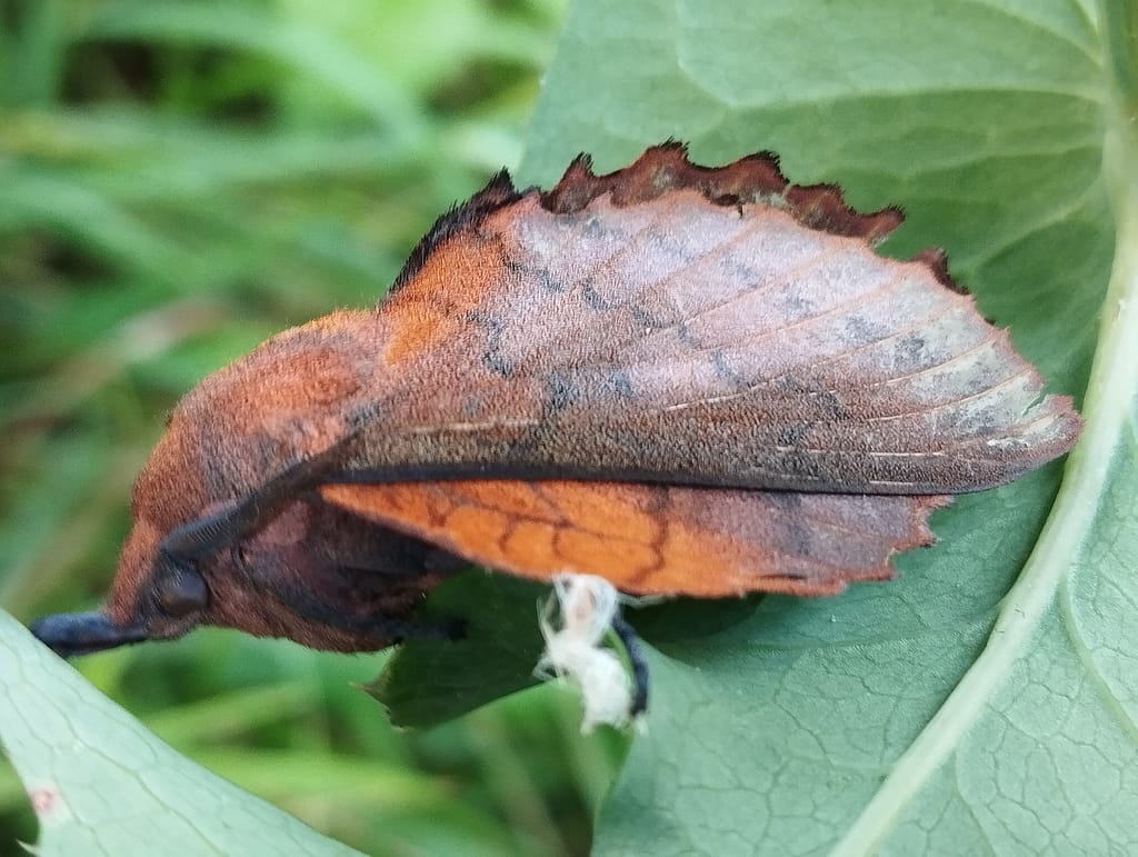 Feuille morte du chêne