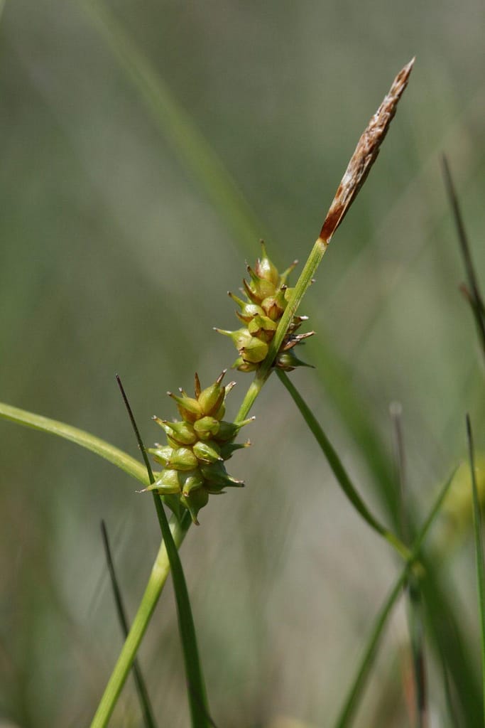 Les roselières - carex demissa